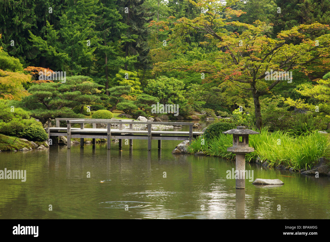 Seattle Japanese Garden koi pond. Stock Photo