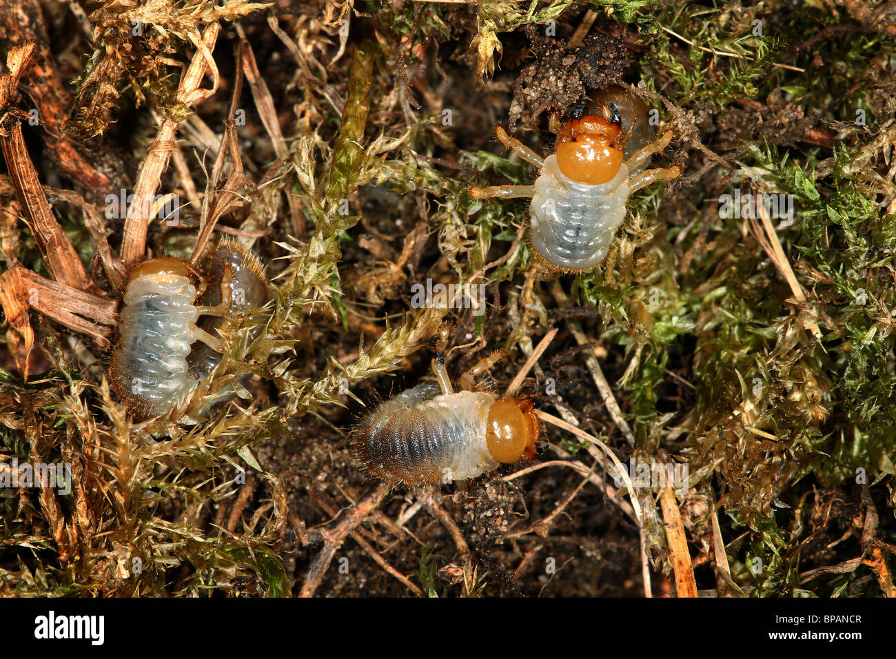 Chafer beetle grubs or larvae which destroy the grass of lawns by eating the roots. Stock Photo