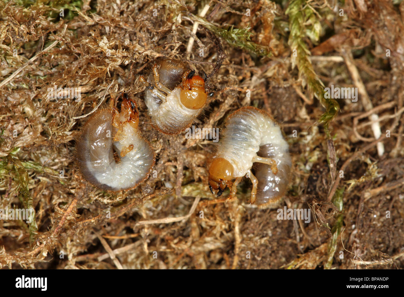 Chafer beetle grubs or larvae which destroy the grass of lawns by eating the roots. Stock Photo