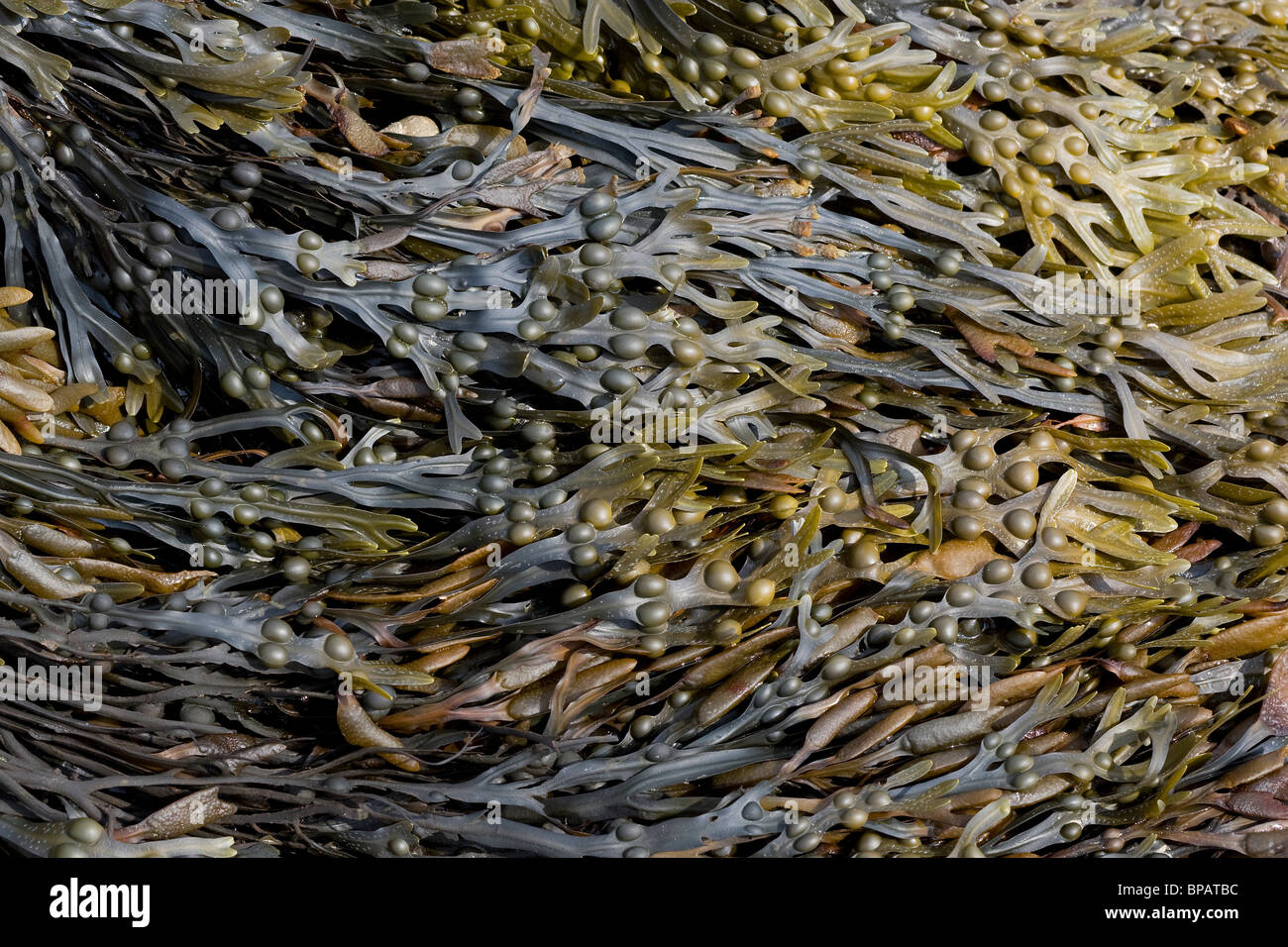 seaweed on beach Stock Photo
