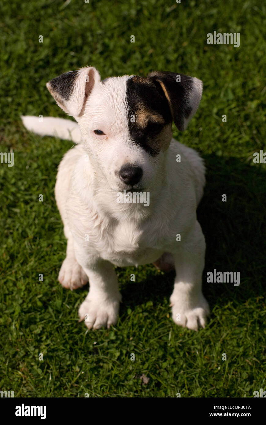 miniature jack russell puppy Stock Photo - Alamy