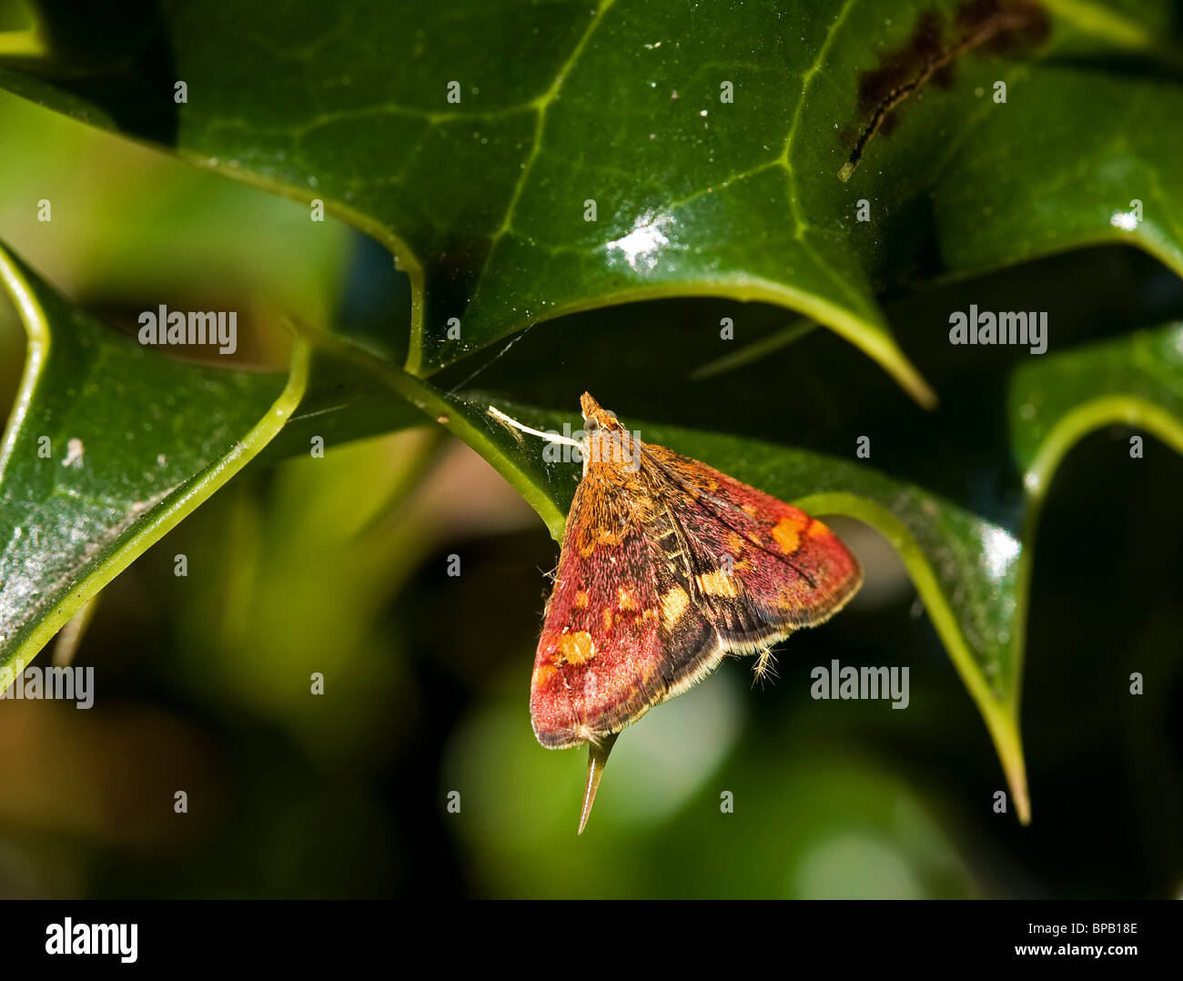 Mint Moth micro moth Stock Photo
