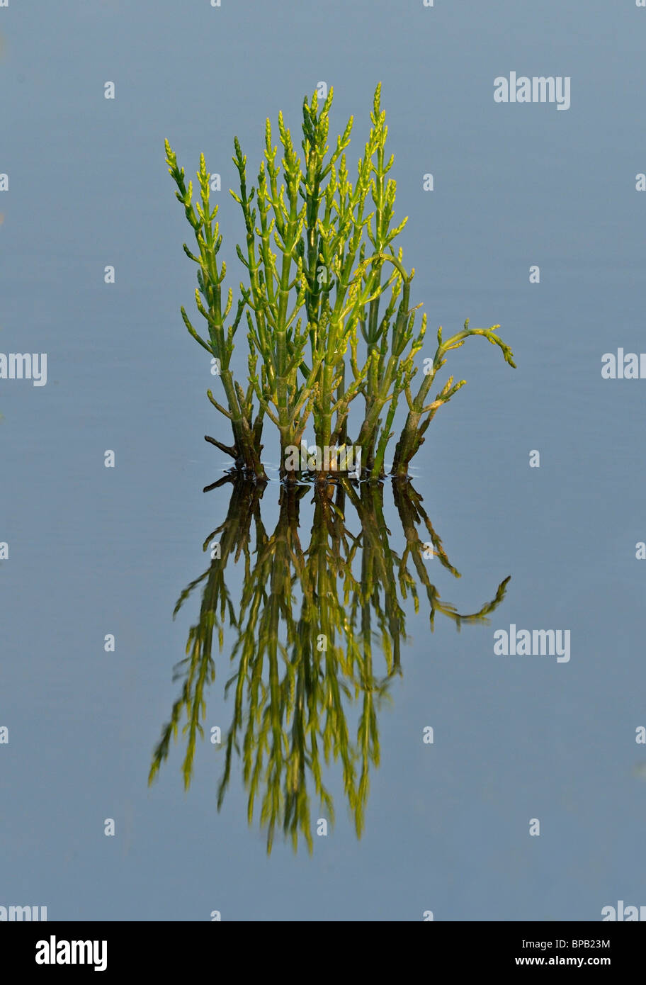 Marsh Samphire. Glasswort. Arthrocnemum perenne Stock Photo