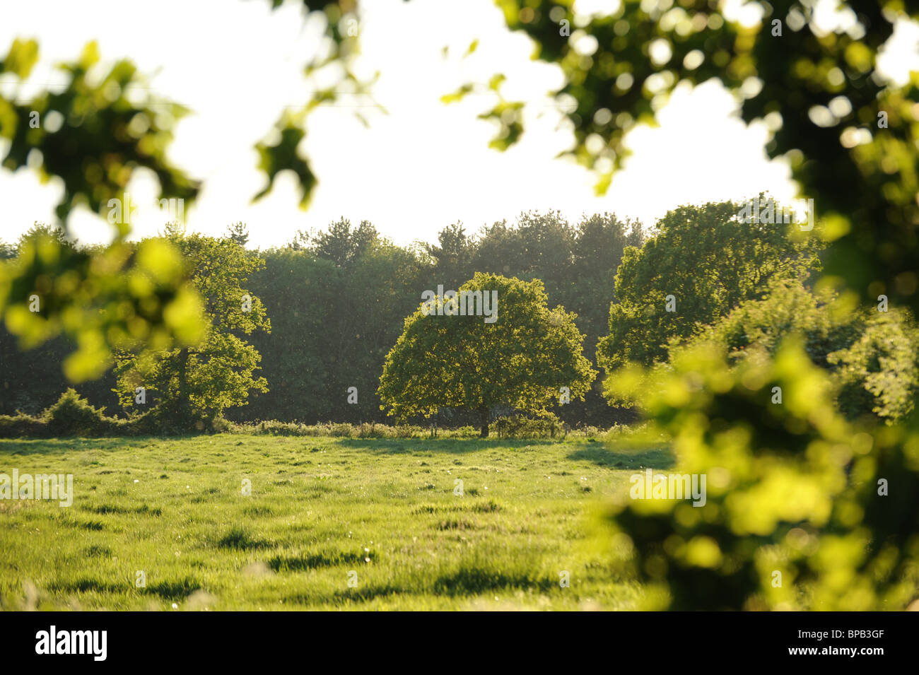 Landscape field trees hi-res stock photography and images - Alamy
