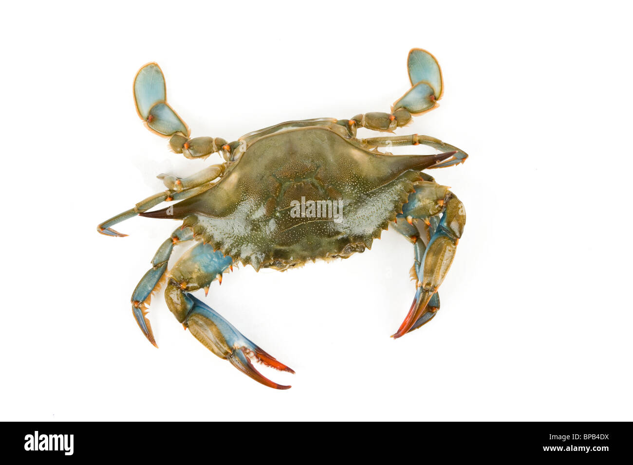 Blue Crab with white background Stock Photo