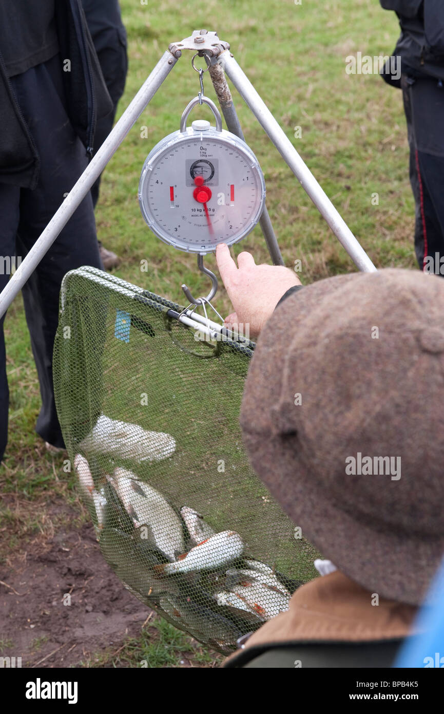 Netfull of fish being weighed after a fishing match Stock Photo
