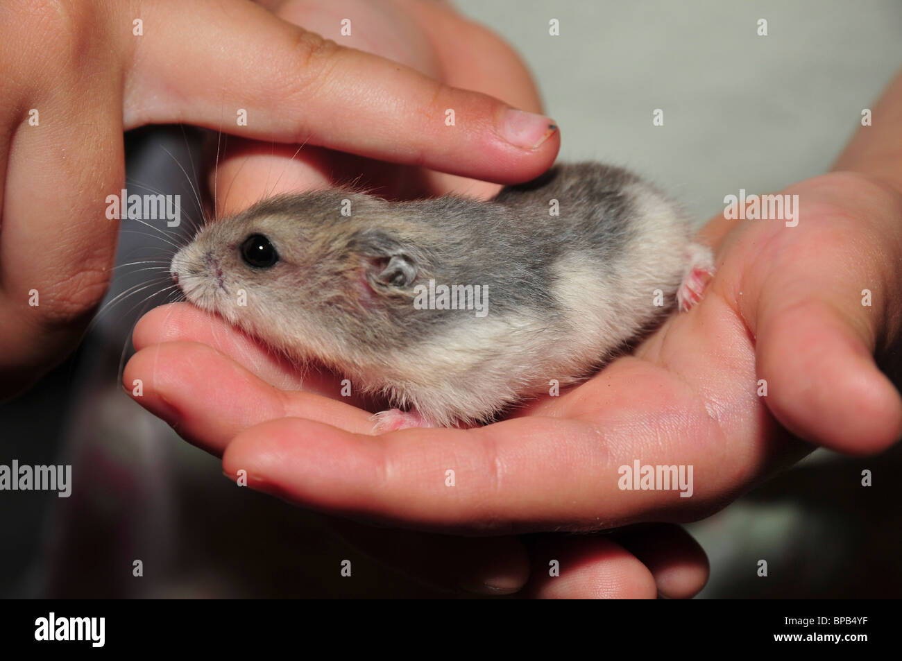 Pet Winter white Russian dwarf hamsters (Phodopus sungorus)  Stock Photo