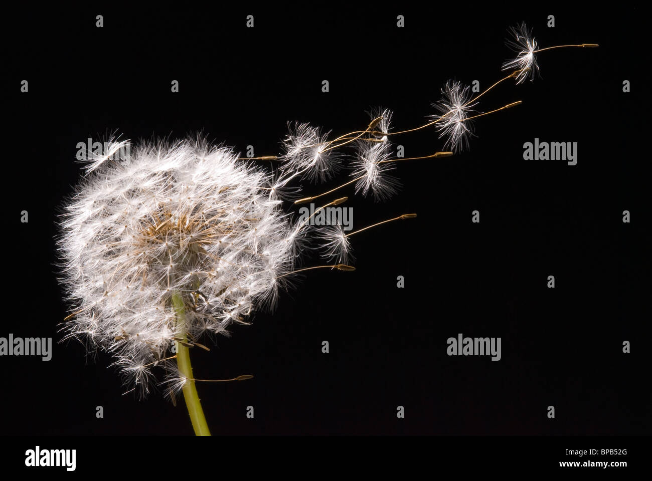Seeds of dandelion are flying away. Stock Photo