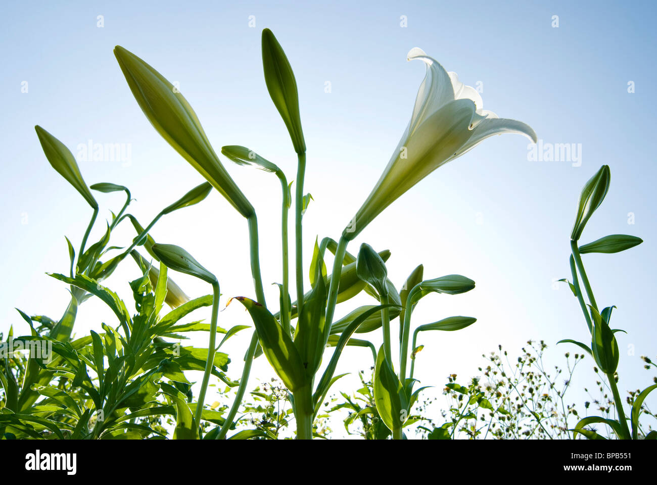 White lily blossoming under blue sky. Low angle and back light. Stock Photo