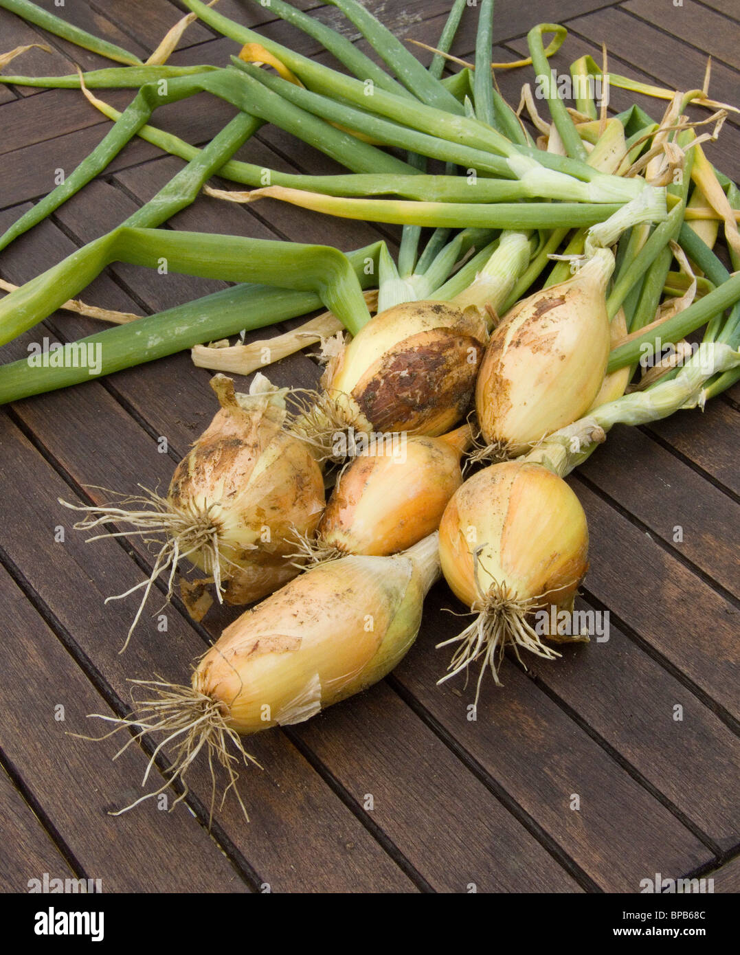 Home Grown Onions High Resolution Stock Photography and Images - Alamy