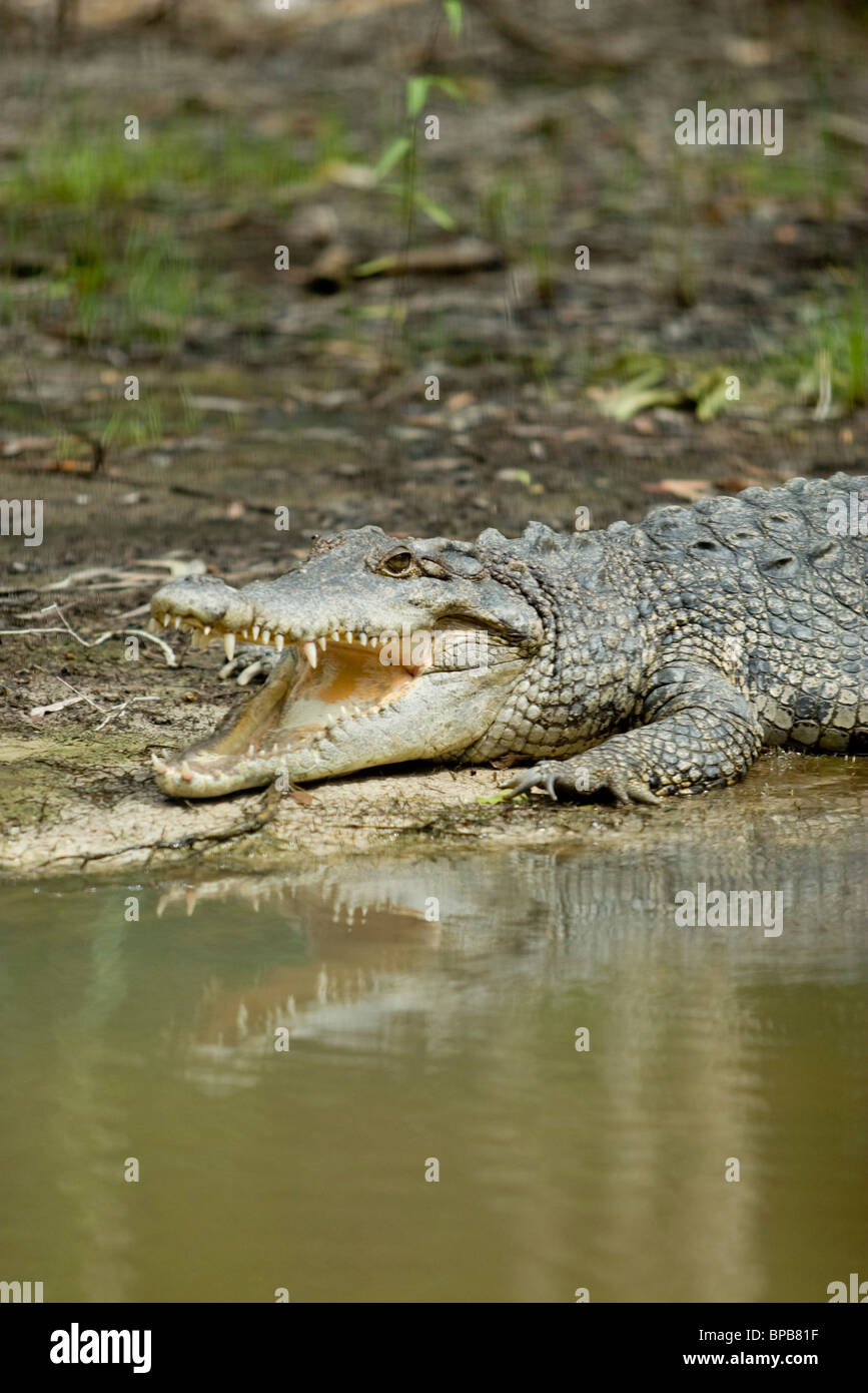 A large saltwater crocodile (Crocodylus porosus) rests on a river bank at Hartleys Crocodile Farm. Stock Photo