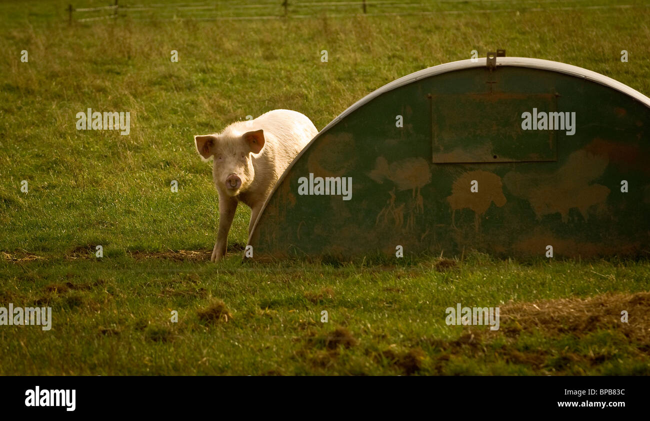 Pig standing next to a curved metal shelter in a UK field. Stock Photo