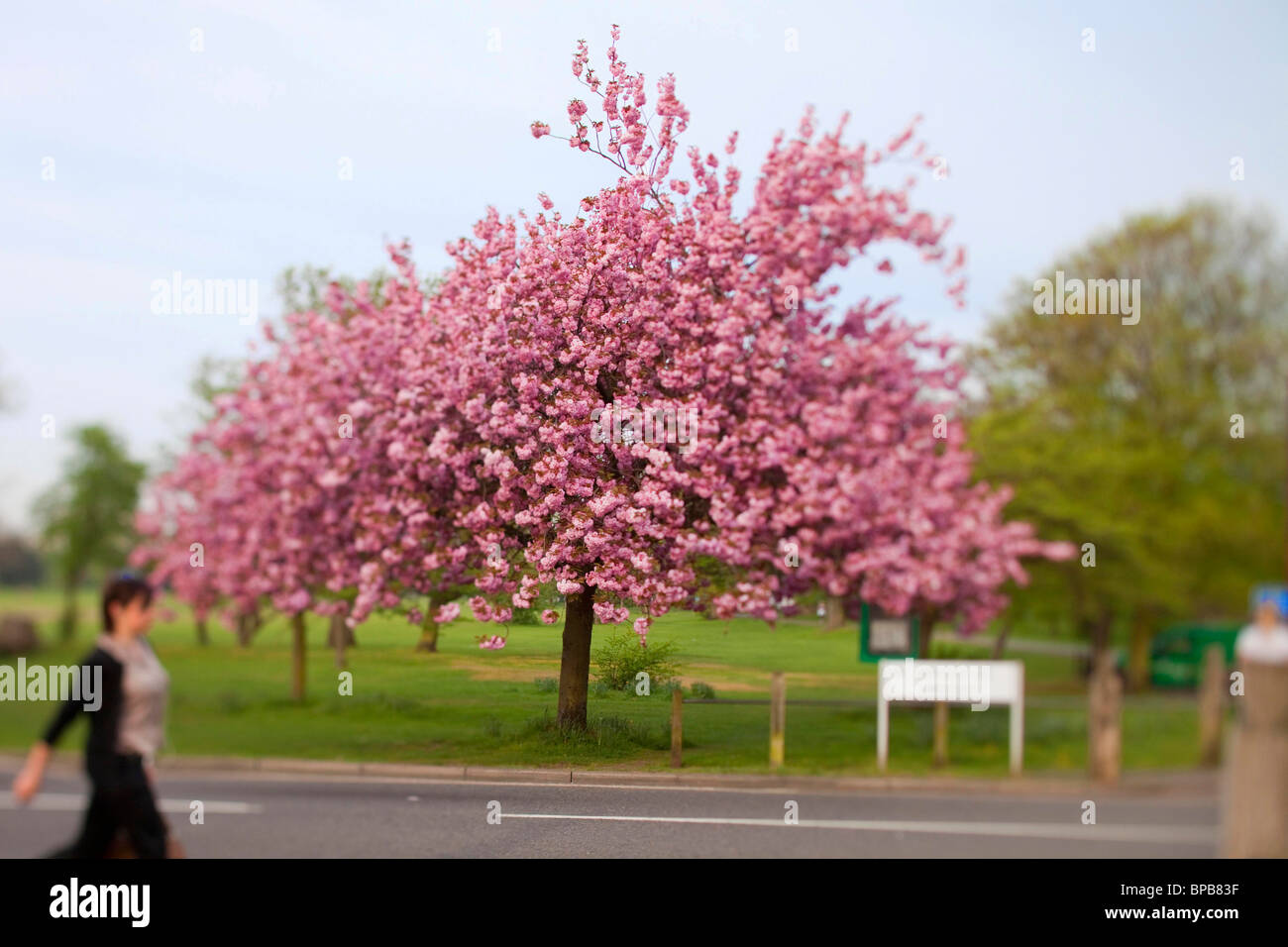 A Cherry tree in full blossom in south London Stock Photo - Alamy