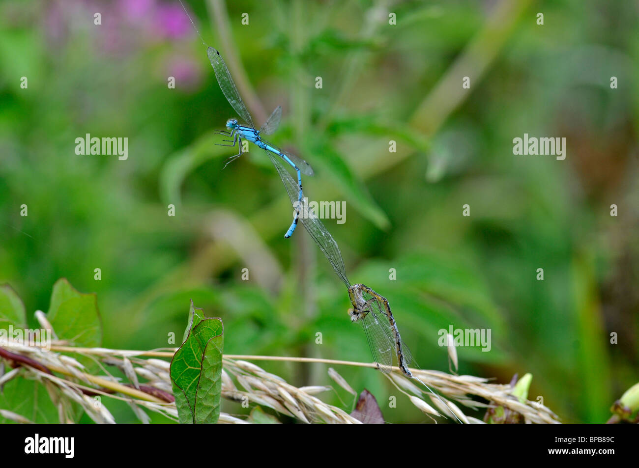 Damselflies caught in spiders web Stock Photo