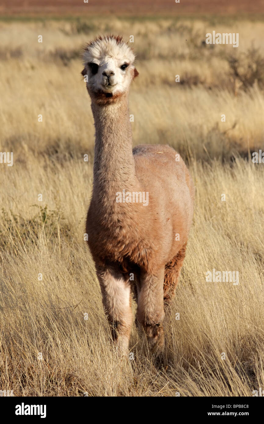 Alpaca (Vicugna pacos), domesticated species of South American camelid Stock Photo