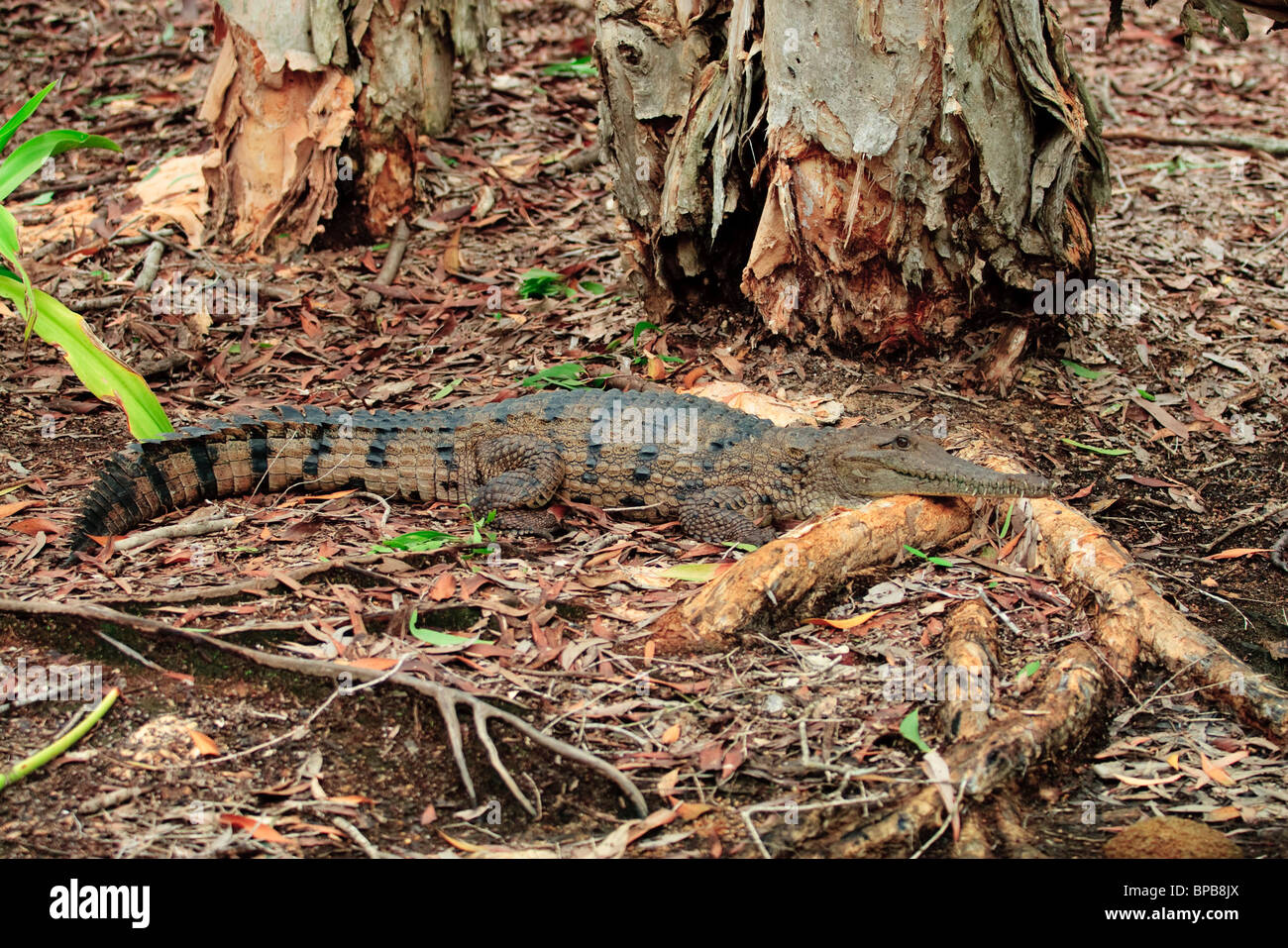 The smaller Freshwater Crocodile (Crocodylus johnstoni), is indigenous to Australia. Hartleys Crocodile Farm, Queensland Stock Photo