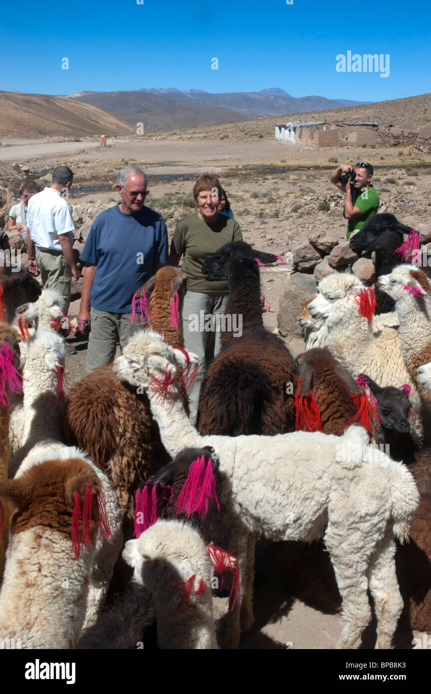 Alpacas, Vicugna pacos, with colourful ear identification tags, on show for tourists, near Arequipa, Peru. Stock Photo