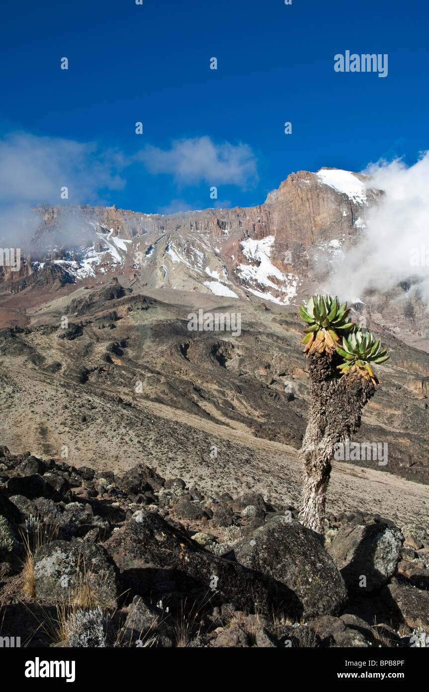 Kilimanjaro - View of Western Breach from Baranco valley with Giant Groundsel Senecio Stock Photo