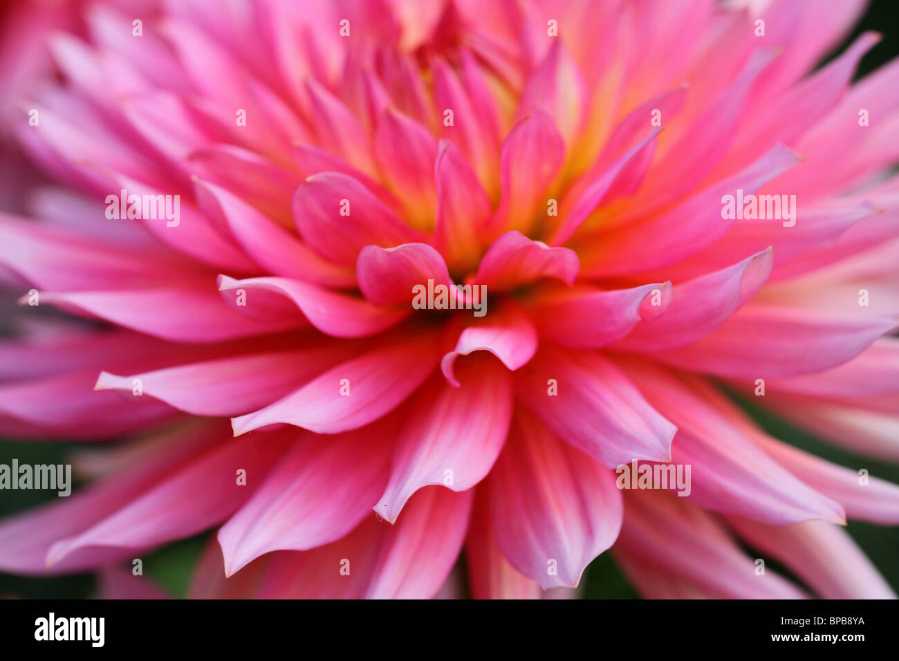 Pink dahlia hi-res stock photography and images - Alamy