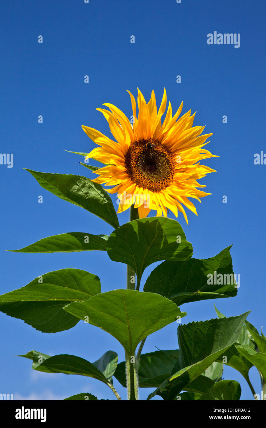 Yellow Sunflower or Helianthus annuus with honey bee against a clear, cloudless, deep blue sky Stock Photo