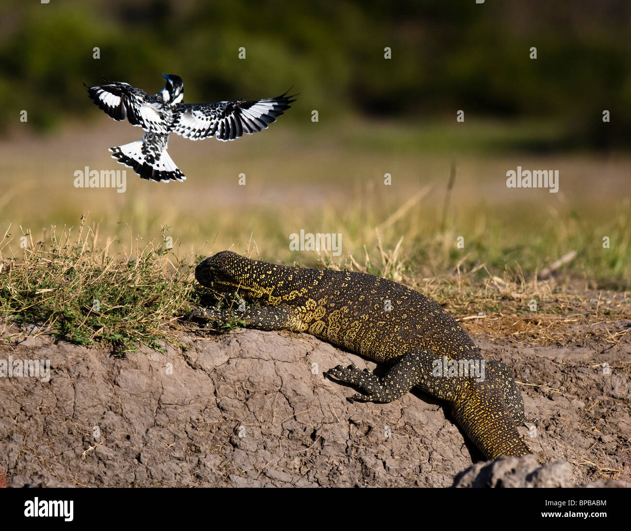 Pied Kingfisher (Ceryle rudis) being chased from nest by Monitor Lizard, Botswana, June 2009 Stock Photo