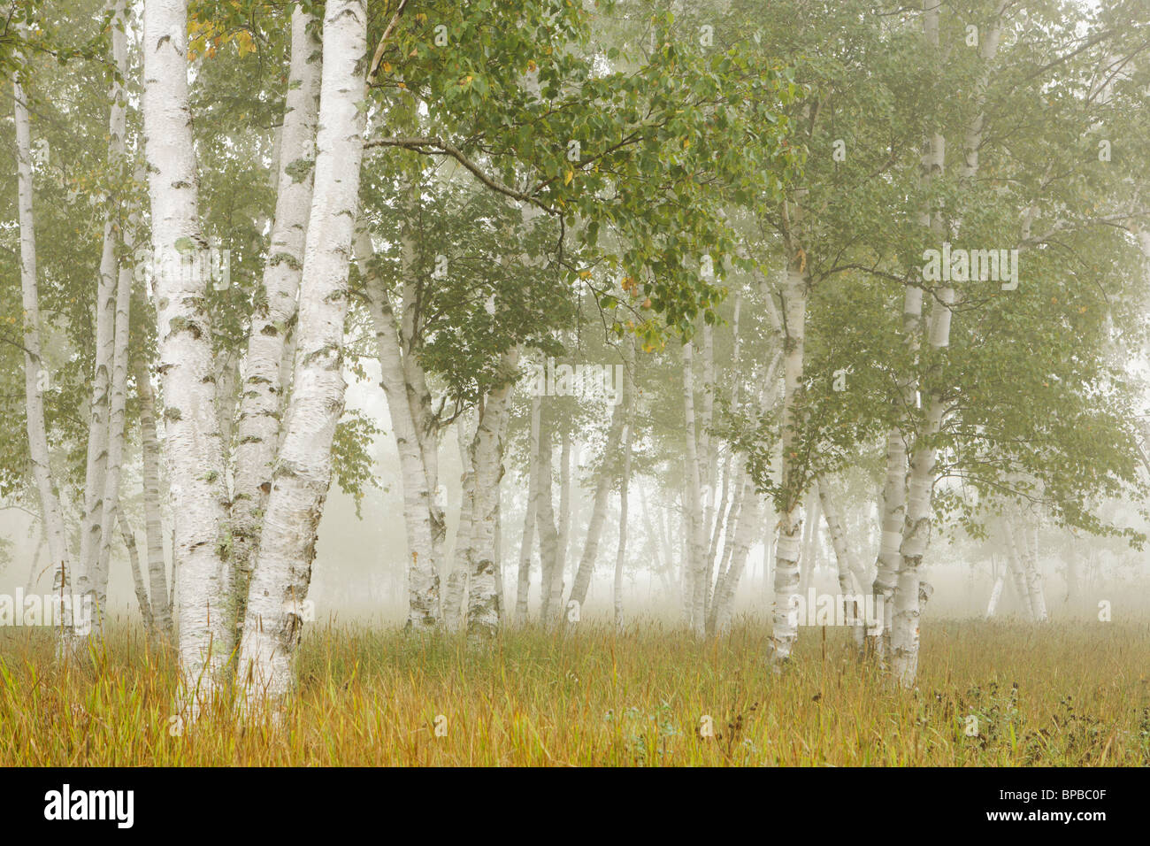 thunder bay, ontario, canada; birch trees in the fog Stock Photo