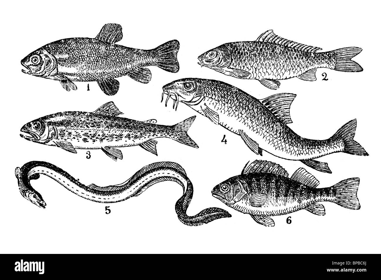 Fishes of river. Antique illustration. 1900. Stock Photo