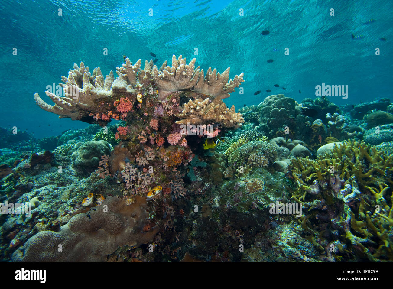 A tropical coral reef off Bunaken Island in North Sulawesi, Indonesia. Stock Photo