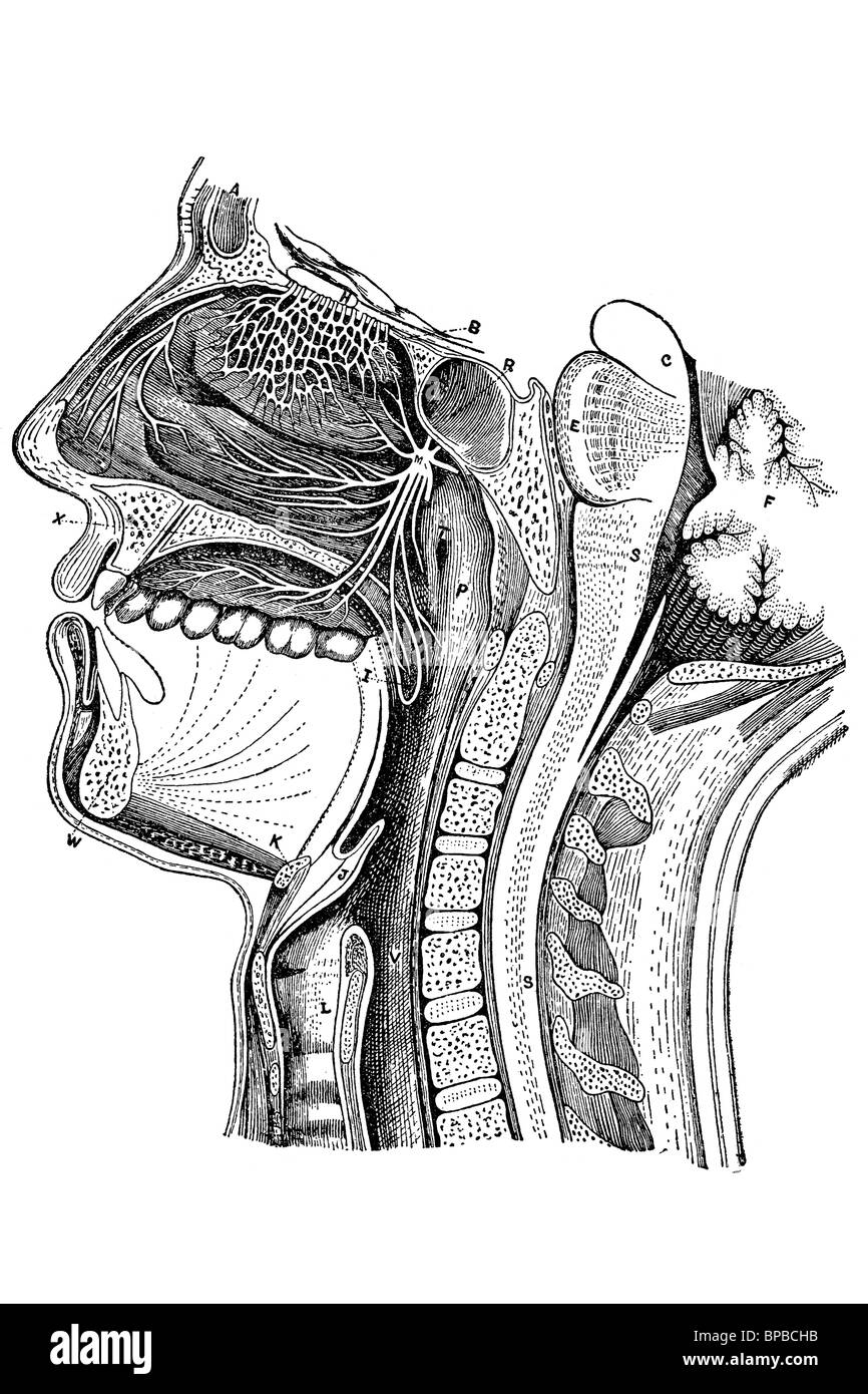 Mouth, nose and throat diagram. Antique illustration. 1920. Stock Photo