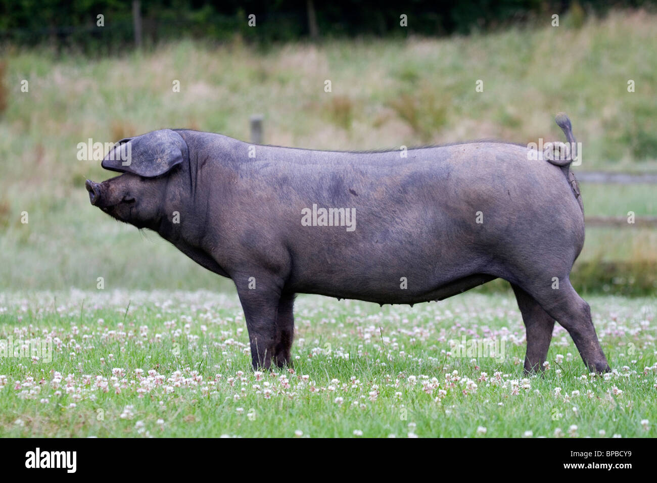Cornish Black Pig; Cornwall Stock Photo Alamy
