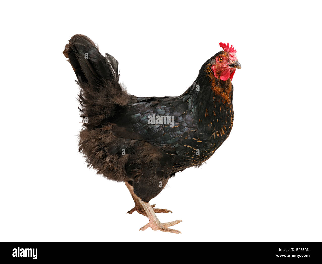 Chicken Cut Out. Hybrid Australorp Hen on a White Background. Stock Photo