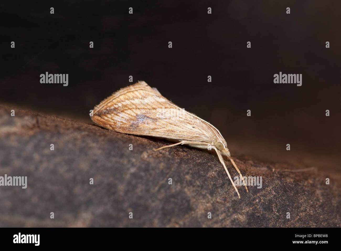 Garden Pebble Moth; Evergestis forficalis; Stock Photo