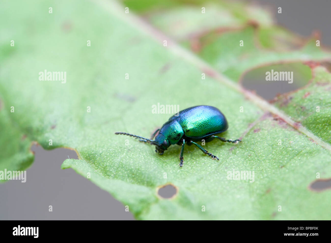 Green Dock Beetle; Gastrophysa viridula; on dock leaf Stock Photo Alamy
