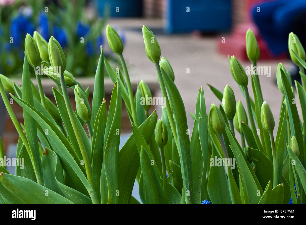 View of the flowers bed with buds of green tulips in the the city ...