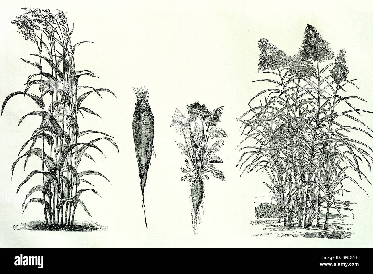 Sugar plants. Sorghum, beetroot and cane. Antique illustration. 1889. Stock Photo