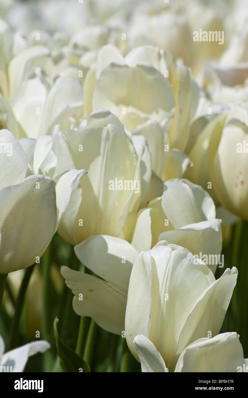 Tulip time festival Dutch Holland  Michigan USA full frame white tulips Triumphator beautiful above wallpapers mobile for phone wallpaper hi-res Stock Photo