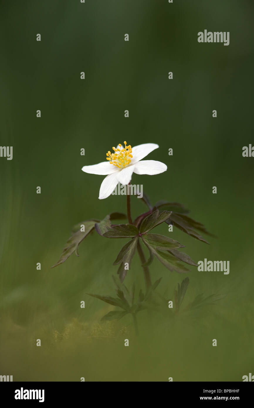 Wood anemone, Anemone nemorosa, Scotland, UK Stock Photo Alamy