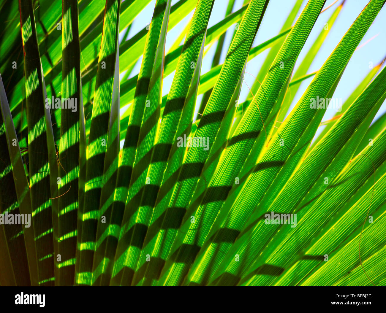 Green spiky palm leaves hi-res stock photography and images - Alamy