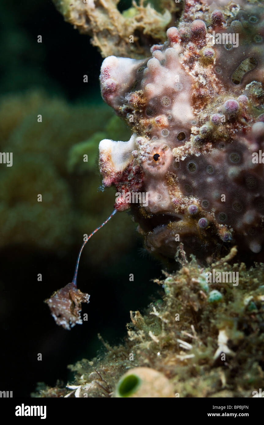 Warty frogfish using its 'lure' to attract prey into striking distance, Ambon, Maluku, Indonesia. Stock Photo