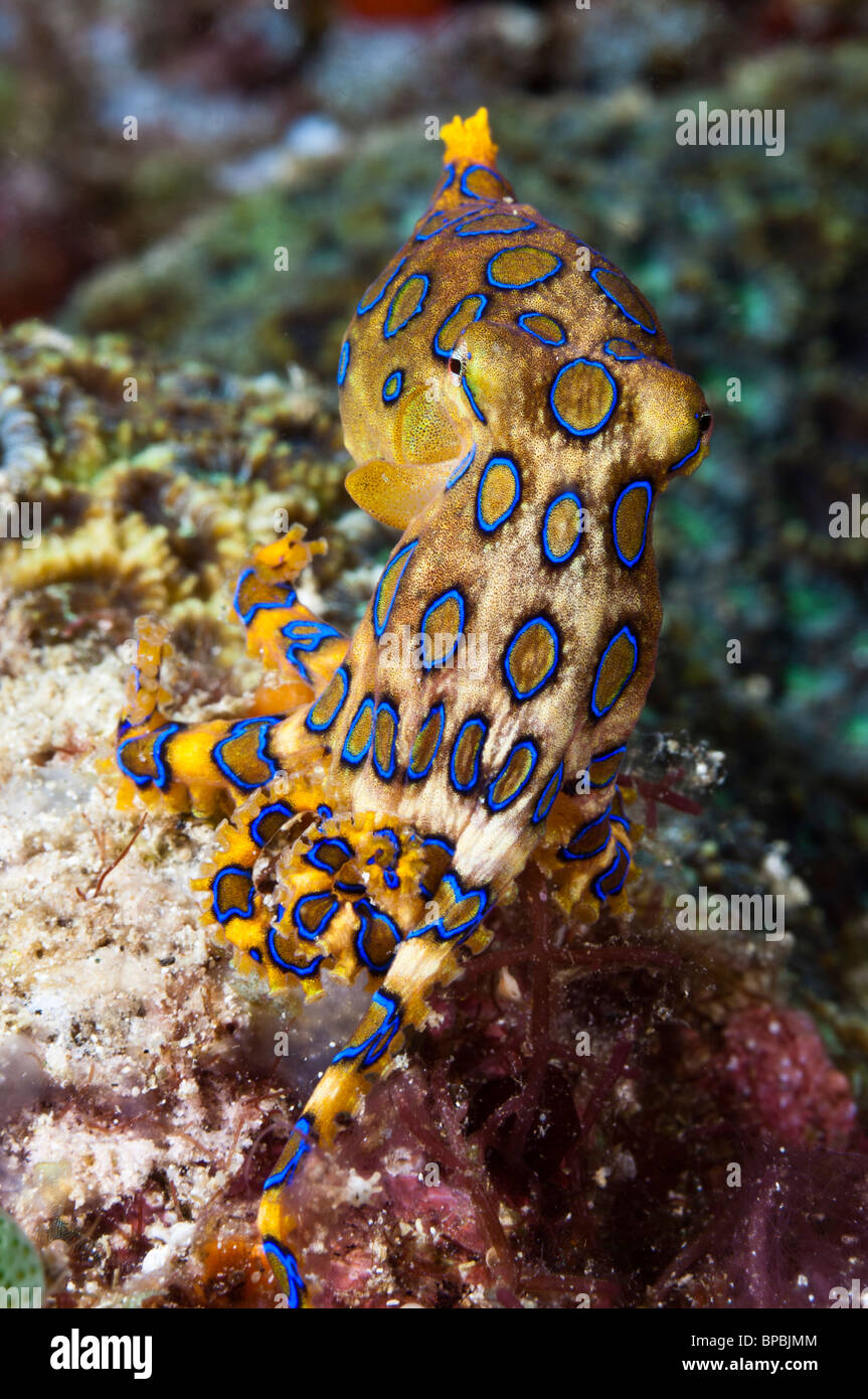 Blue ringed octopus underwater hi-res stock photography and images - Alamy