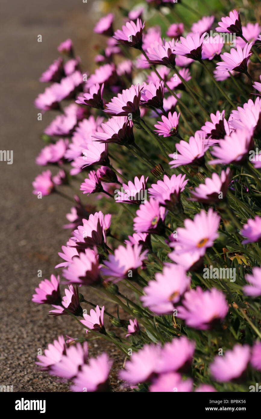 White flowers pink centers hires stock photography and images Alamy
