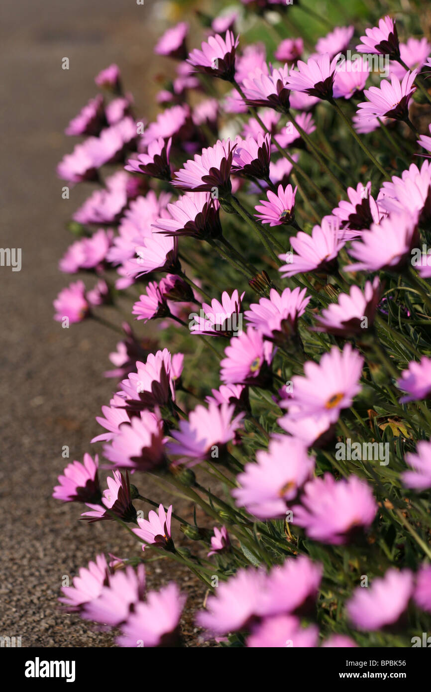 A Daisy flower is composed of white petals and yellow centers, although the flowers are sometimes a pink or rose colour. Stock Photo
