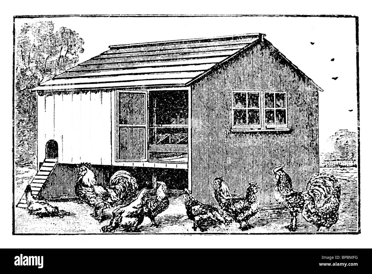 Hen house. Antique illustration. 1900 Stock Photo Alamy