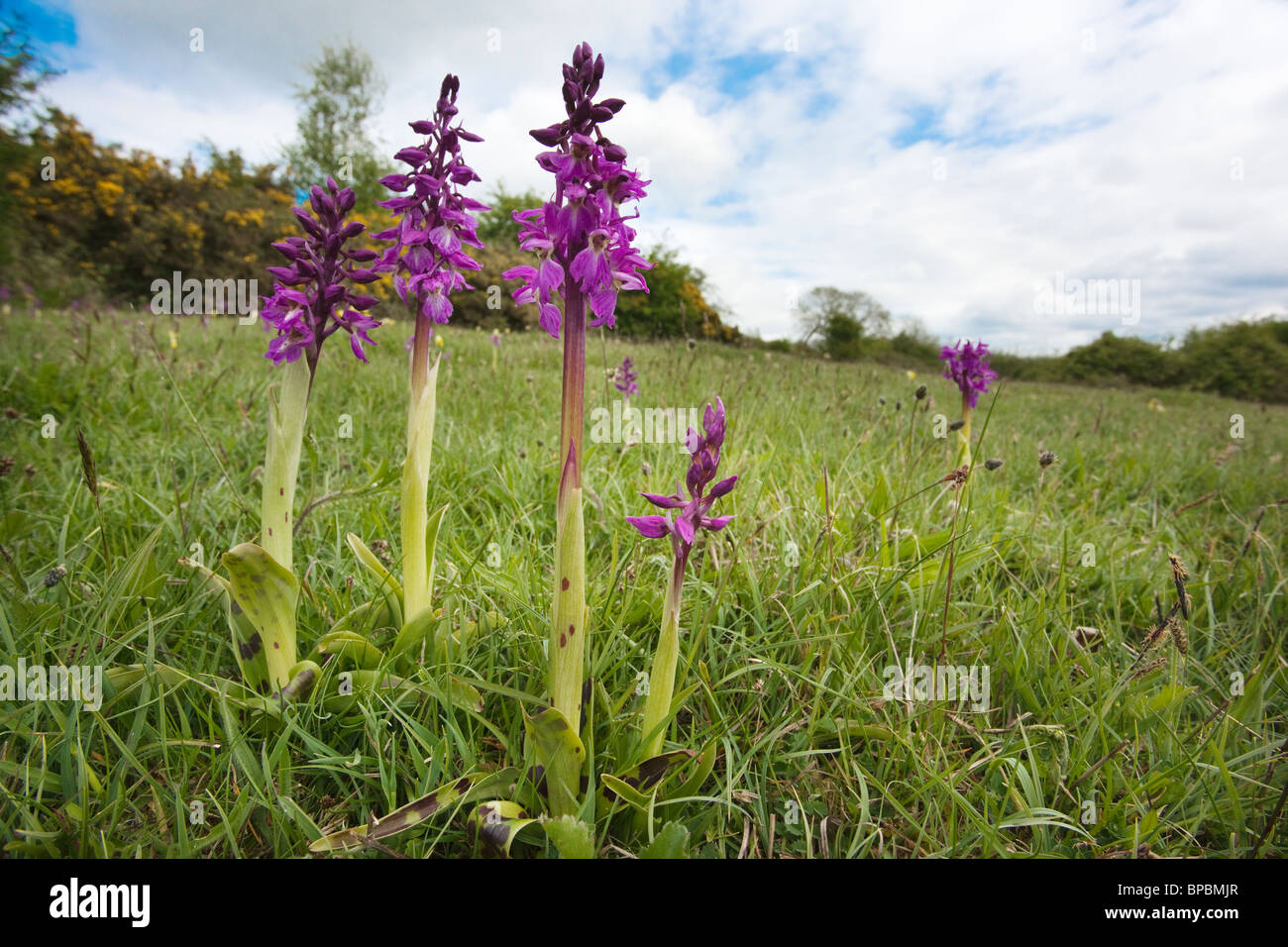 Early purple orchids, Orchis mascula, Heathwaite, Cumbria, UK Stock Photo