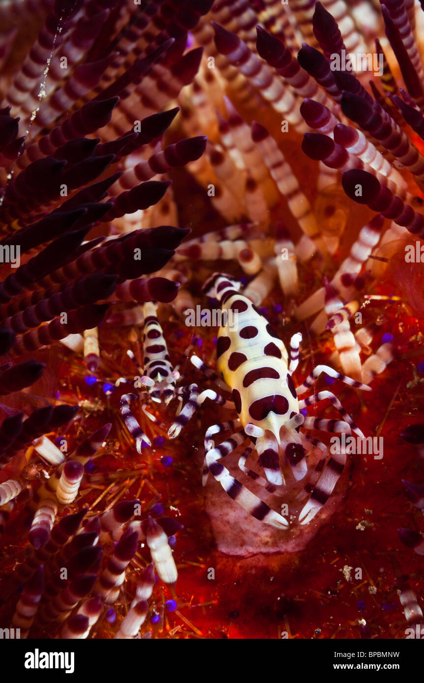 A pair of coleman shrimps on a fire urchin, Ambon, Maluku, Indonesia. Stock Photo
