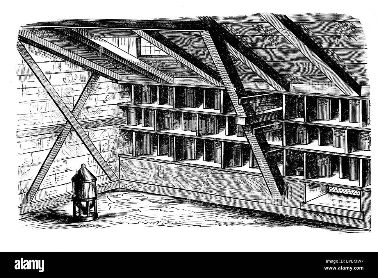 Nests in a dovecote. Antique illustration. 1900. Stock Photo