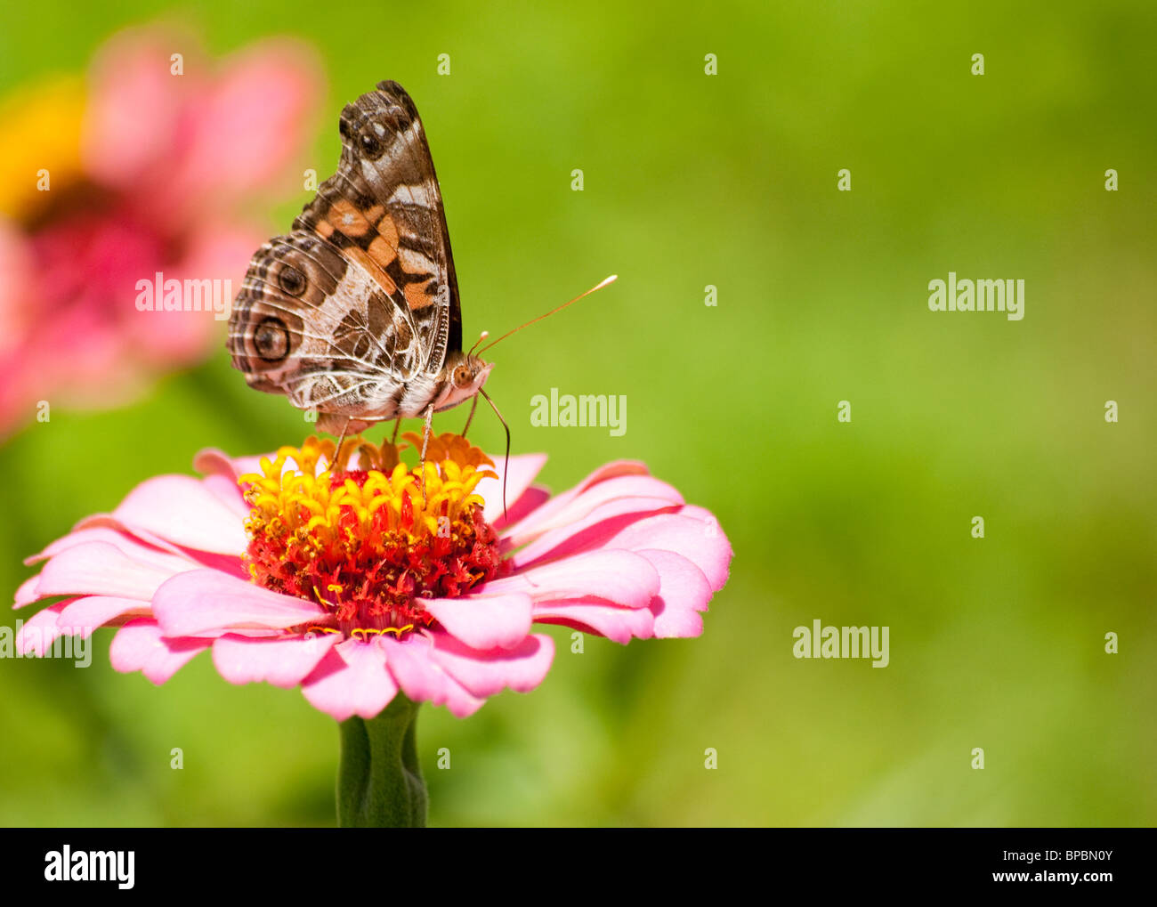 Beautiful American Painted Lady butterfly feeding on a pink Zinnia Stock Photo