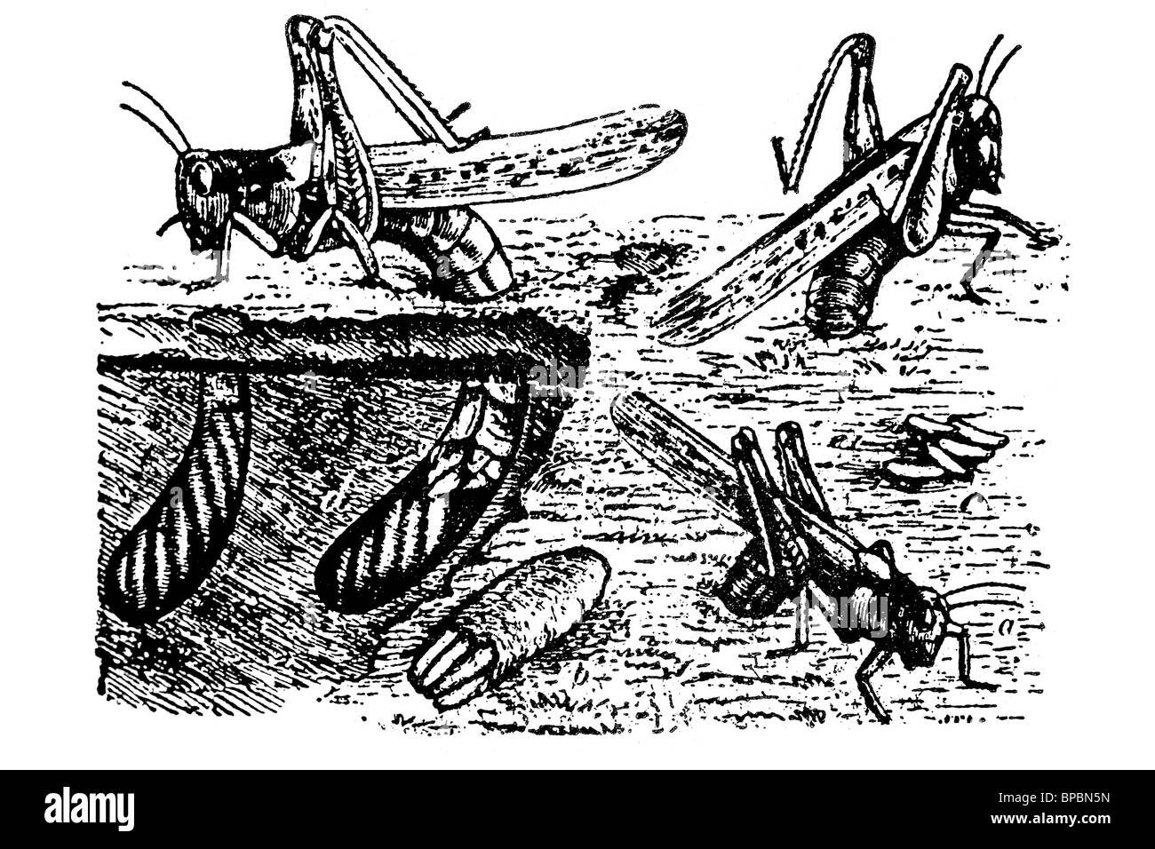 Moroccan locust and its egg-laying (Dociostaurus maroccanus). Antique illustration. 1900. Stock Photo