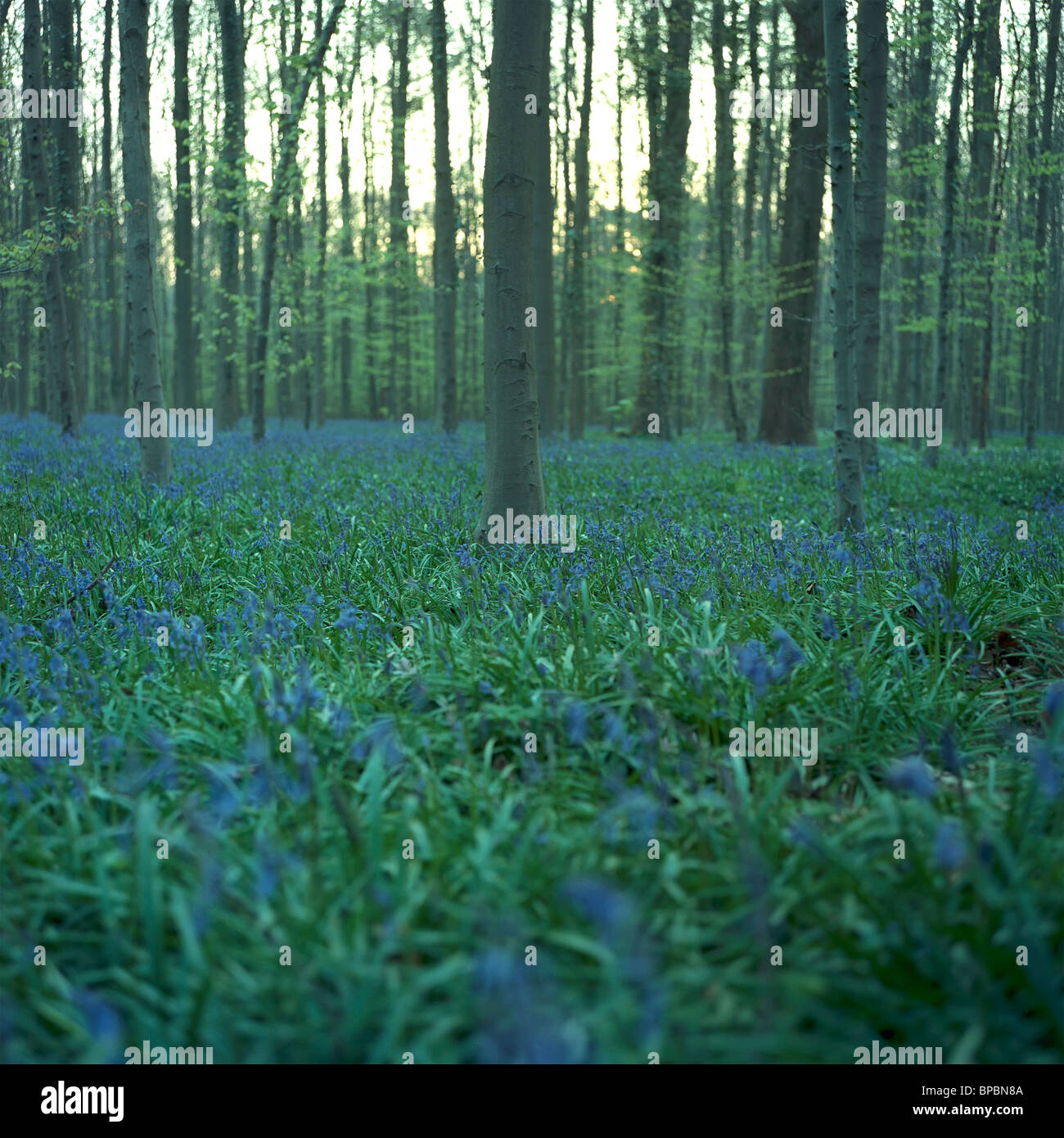 Wild wood bluebells (Hyacinthoides non-scripta, synonym: Scilla  non-scripta), Hallerwoods, Halle, Belgium Stock Photo - Alamy