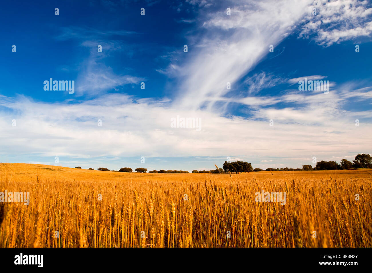 Yellow wheat field with a great blue sky and clouds Stock Photo - Alamy
